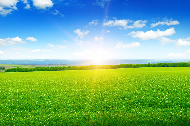 istock field, sunrise and blue sky 610247316