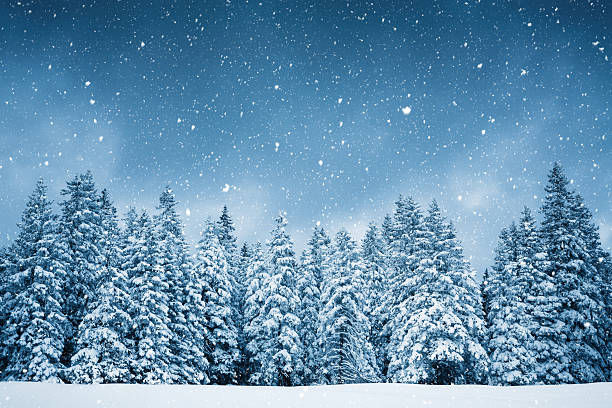 Pure Winter Idyllic snowy winter scene: snowcapped trees with falling snowflakes. snowing stock pictures, royalty-free photos & images