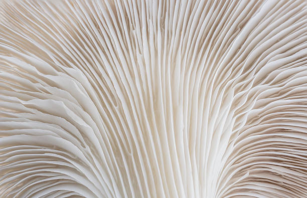 abstract background macro of Sajor-caju Mushroom abstract background macro image of mushroom, Sajor-caju Mushroom fungus gill stock pictures, royalty-free photos & images