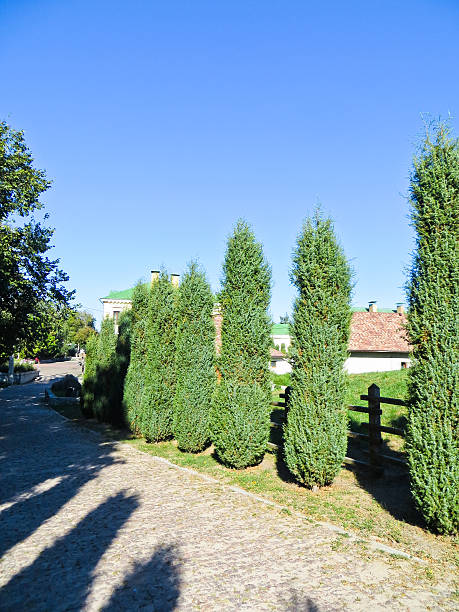 istock Lane in a park with the rows of thuja 610247752