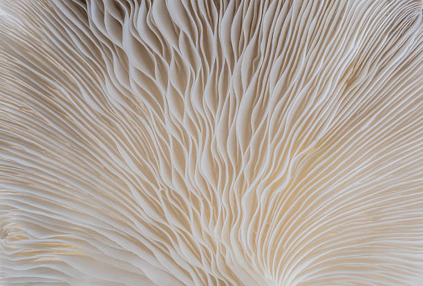 istock abstract background macro of Sajor-caju Mushroom 610248200