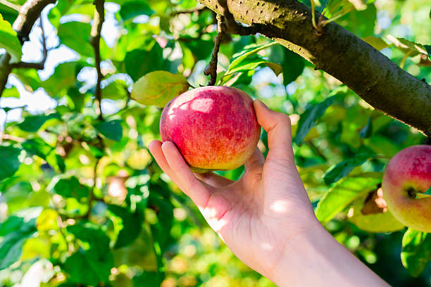 istock woman hand picking red apple 610248290
