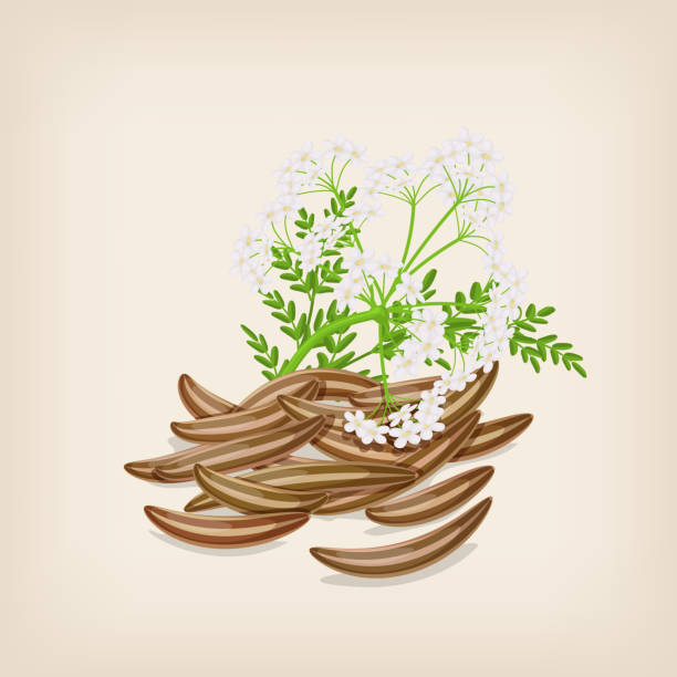 illustrations, cliparts, dessins animés et icônes de graine de cumin avec des fleurs et des feuilles. illustration vectorielle. - anise seed fennel backgrounds