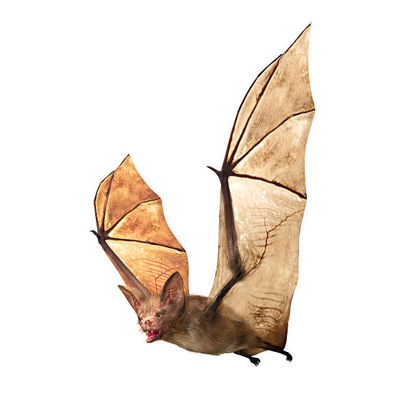 Flying Vampire bat isolated on white background stock photo