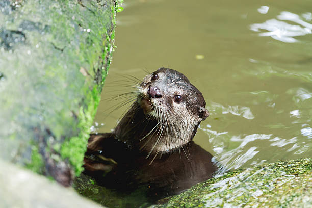 istock The Eurasian otter (Lutra lutra) in pond. Singapore. 610249866