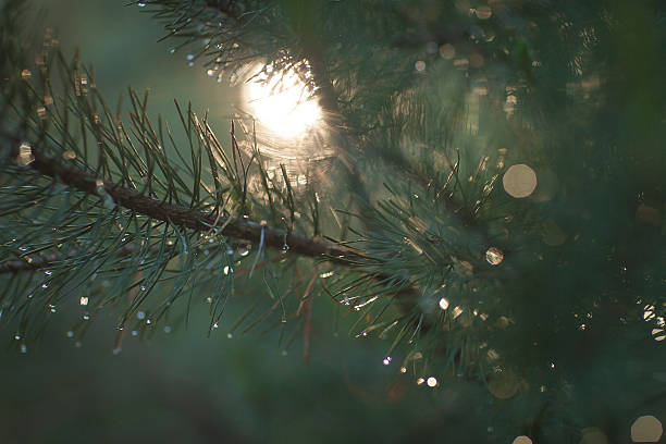 Tramonto nella foresta - foto stock