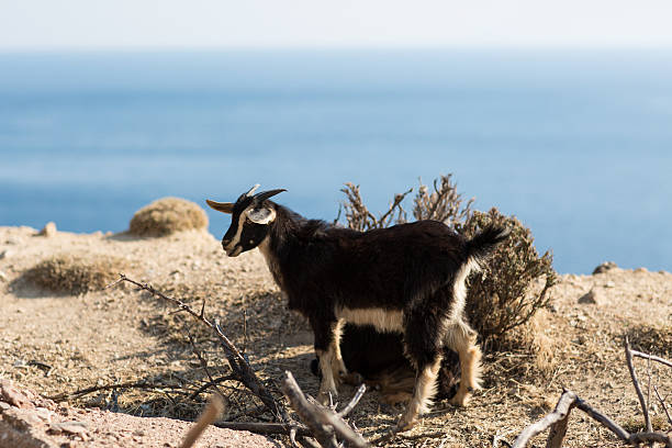 istock goat on the island of Thassos 610252268