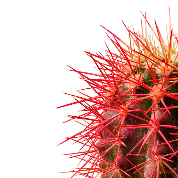istock Red needles of green cactus on white background 610252948