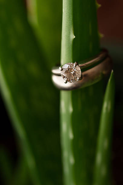 istock Wedding Rings on Plant 610254326