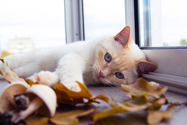 istock cat playing with autumn leaves 610254442