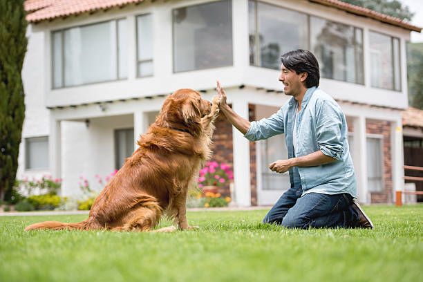 homme formant un chien - training photos et images de collection