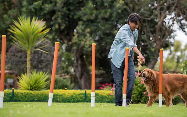 Man training a dog Man  training a big dog at an obstacle course - animals concepts obedience training stock pictures, royalty-free photos & images