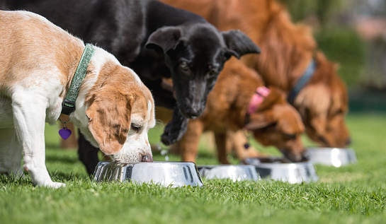 Beautiful dogs in a row eating their food at the school