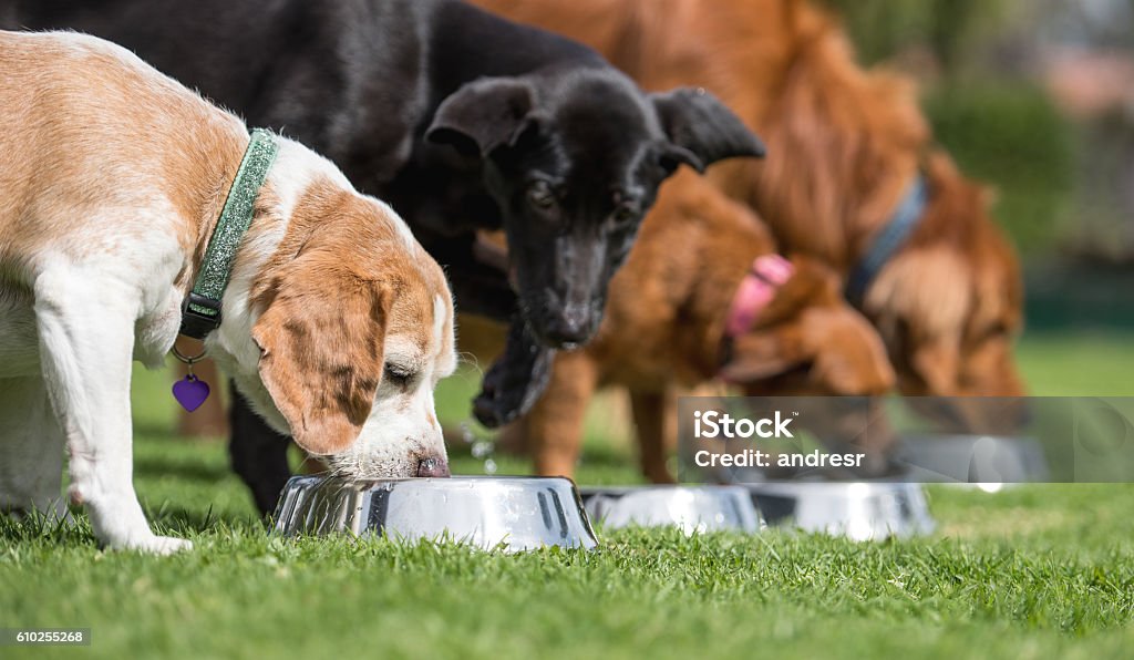 Beautiful dogs eating Beautiful dogs in a row eating their food at the school Dog Stock Photo