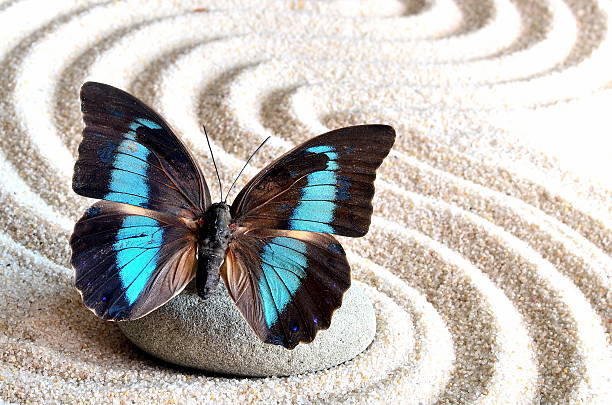 istock beautiful butterfly and stone on white sand with the waves 610255676