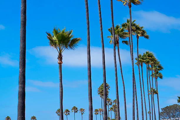 palmeiras e céu azul - california encinitas beauty in nature blue - fotografias e filmes do acervo