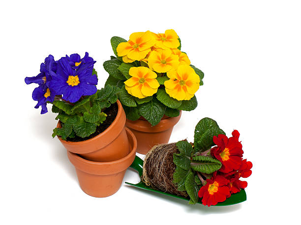 istock primula flowers in pot 610256658