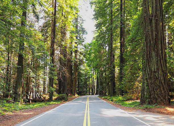 istock Driving Roadtrip through Lush, Green Redwood Forest 610256752
