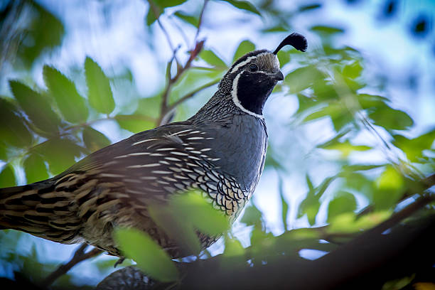 istock Close up of Quail in tree. 610258620