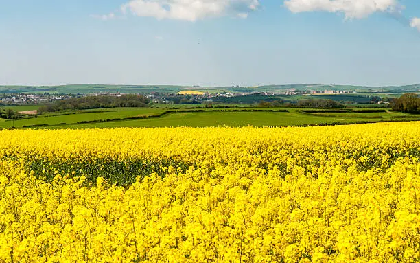 Fields of yellow oilseed rape flowers near Dorchester on the rolling hills of England's Dorset Downs.