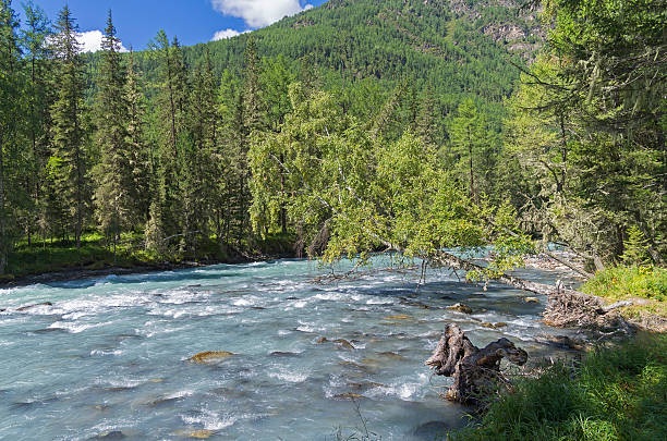 istock Birch hung over the mountain river. 610260178