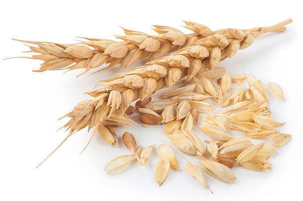 istock Ears of wheat 610260264