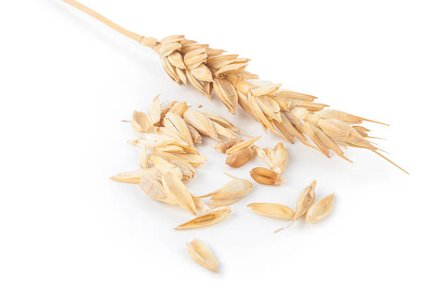 istock Ears of wheat 610260534