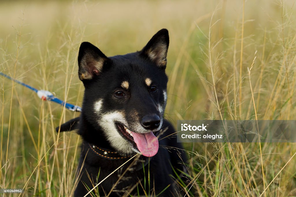 Japanese breed of dogs Sibu Inu for a walk Dogs Japanese breeds Sibu Inu on a background of grass, sunlight Agricultural Field Stock Photo