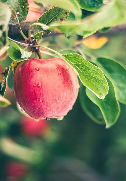 나무에 신선한 잘 익은 사과 - apple apple tree branch fruit 뉴스 사진 이미지