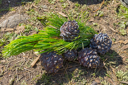 Fresh cones of Siberian cedar pine. Altai Mountains, Russia.