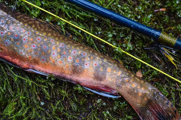 Photo of Fly fishing for Brook Trout