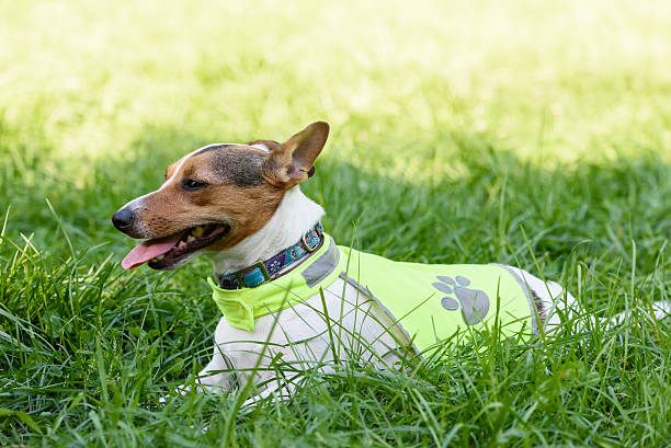 Dog wearing safety reflecting light vest Jack Russell Terrier lying down on grass reflector stock pictures, royalty-free photos & images