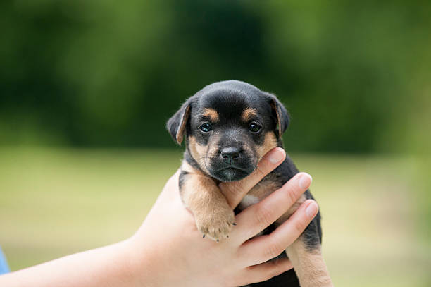 istock Jack Russell very young Puppy 610262664