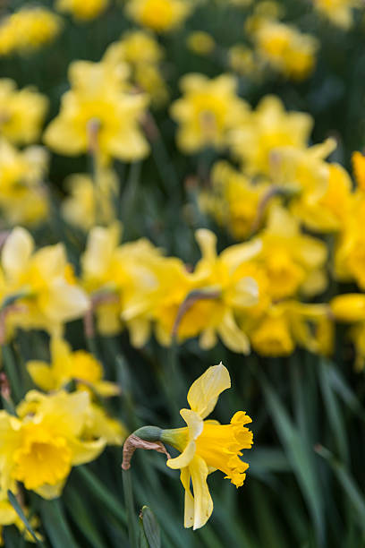 flores de narciso - daffodil spring flower new england imagens e fotografias de stock