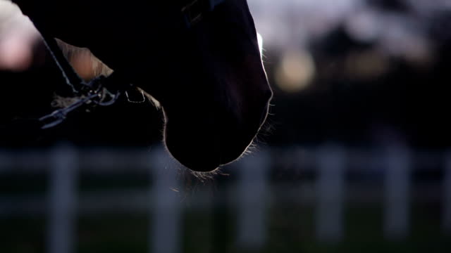 CLOSE UP: Warm steam coming out form horse's nostrils while breathing deeply