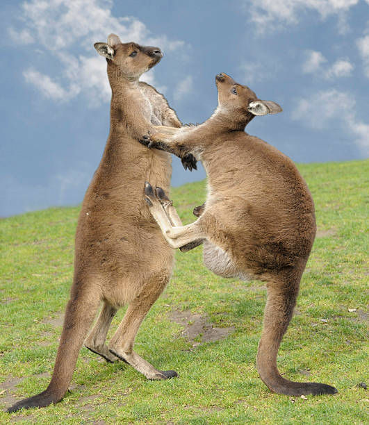 Kangaroos fighting grey kangaroos fighting kangaroos fighting stock pictures, royalty-free photos & images