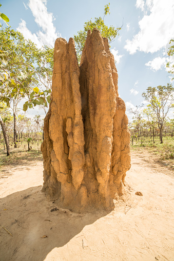 Termite mound in the Litchfield National Park, Northern Territories, Australia.