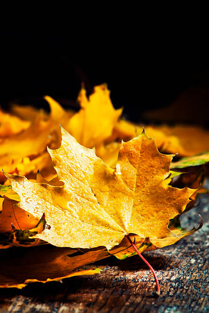 istock Maple leaves on the old wooden background 610409514