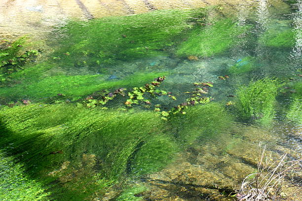istock Aquatic plant in the river. 610409538