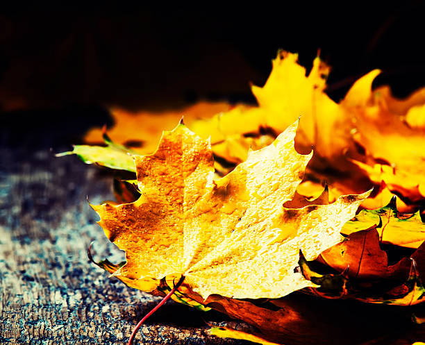 istock Maple leaves on the old wooden background 610409540