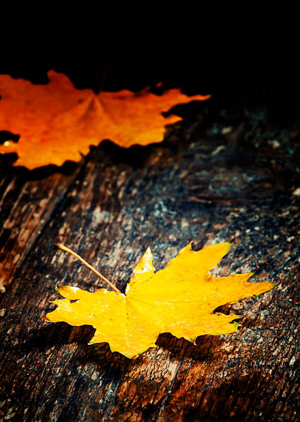istock Maple leaves on the old wooden background 610409656