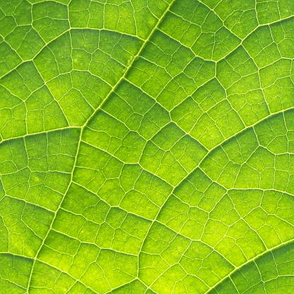 Textura de hoja de pepino verde photo