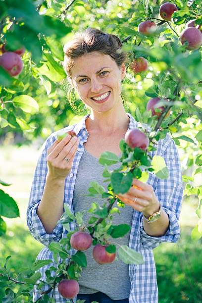 istock Woman picking up apples 610411328