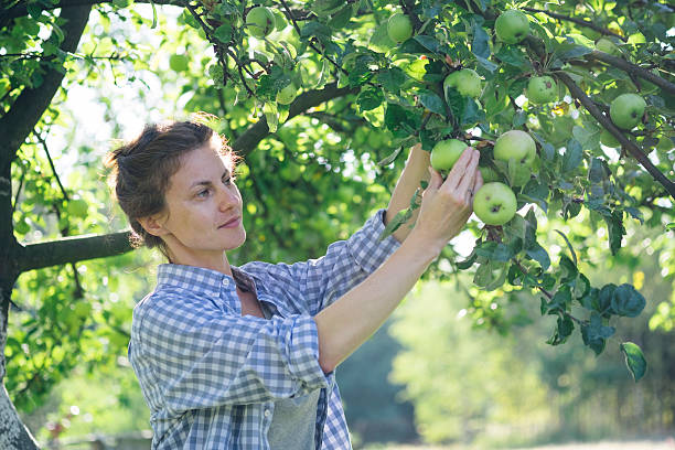 istock Woman picking up apples 610411330