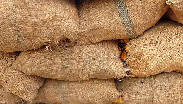 istock stack of corn in sack after harvest field 610411572