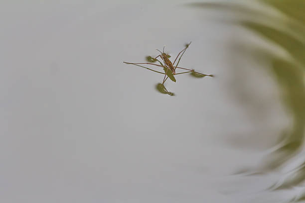 istock Mosquito swiming on lake 610413800