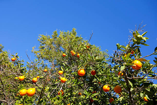 Tangerine tree in Bodrum, Turkey