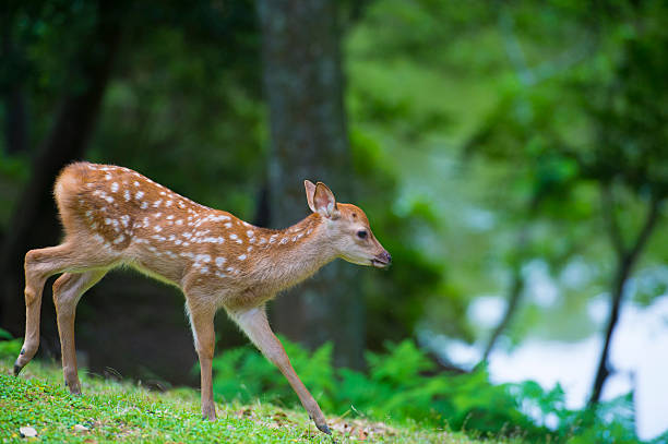 istock fawn in tha nara park 610414160