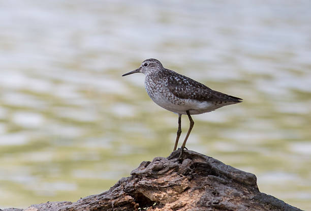 bécasseau bois (tringa glareola) - tringa glareola photos et images de collection