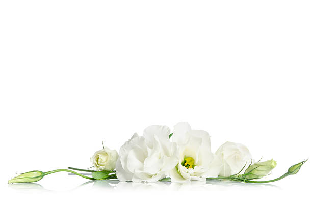 Beautiful white eustoma flowers isolated on white background